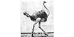 ostrich